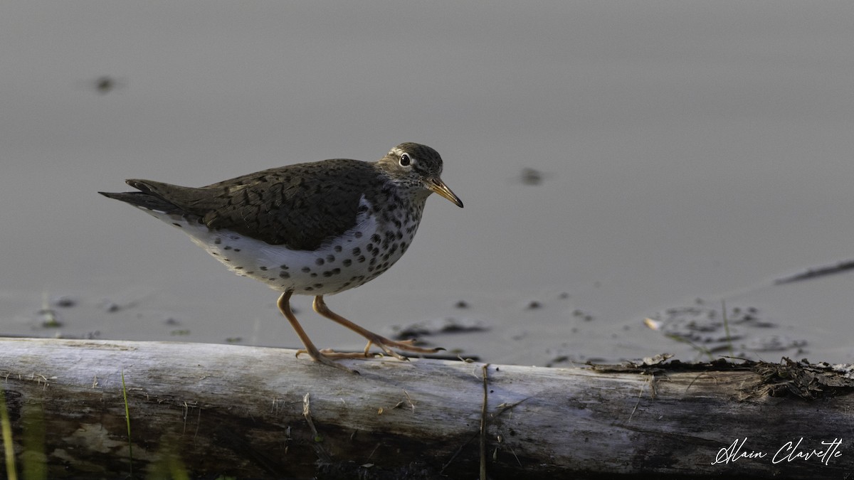 Spotted Sandpiper - ML635822557