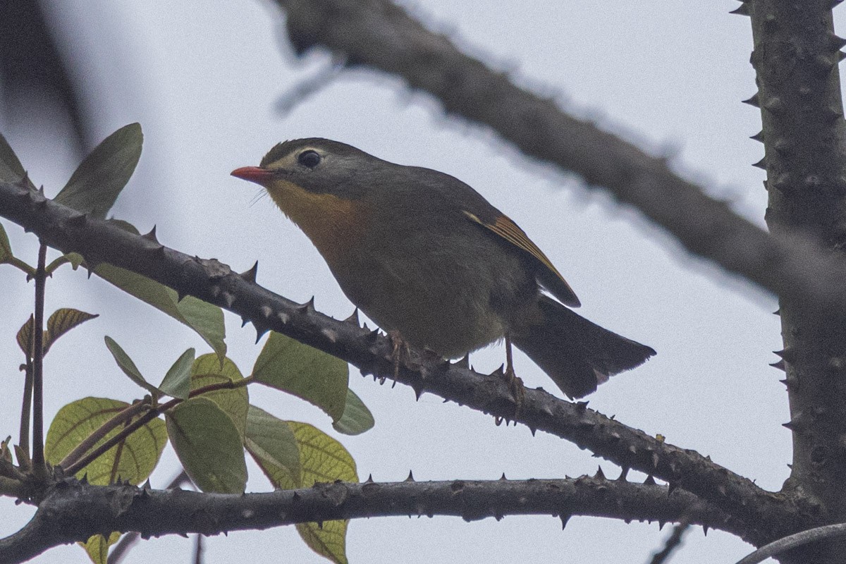 Rotschnabel-Sonnenvogel - ML635822593