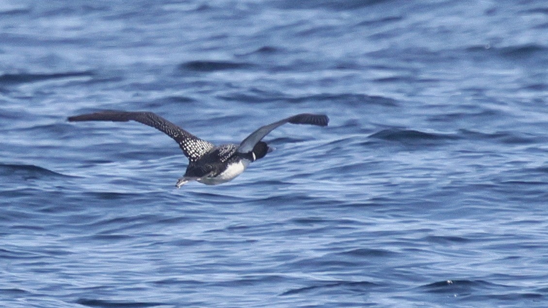 Common Loon - ML635822599