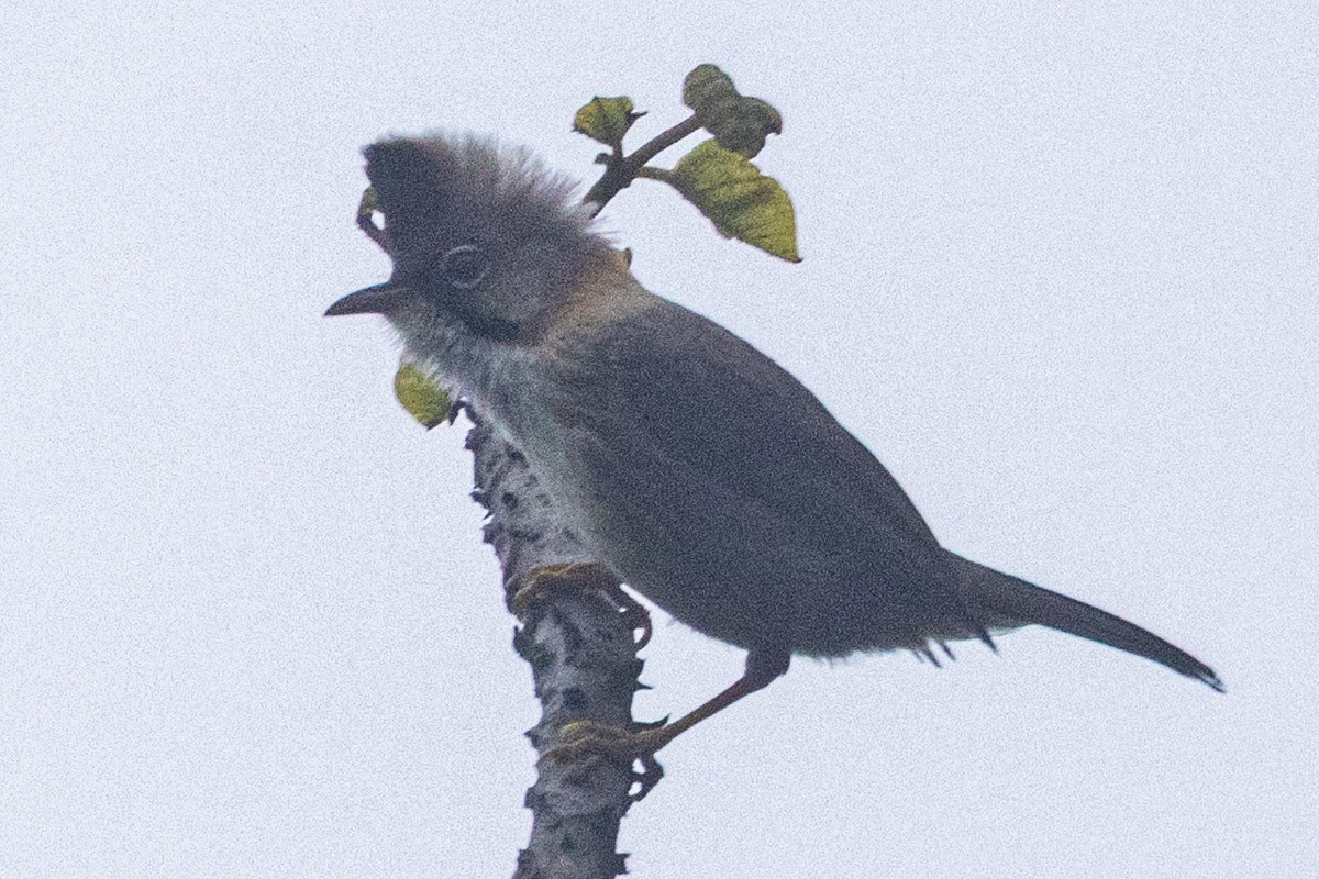 Gelbnackenyuhina - ML635822646