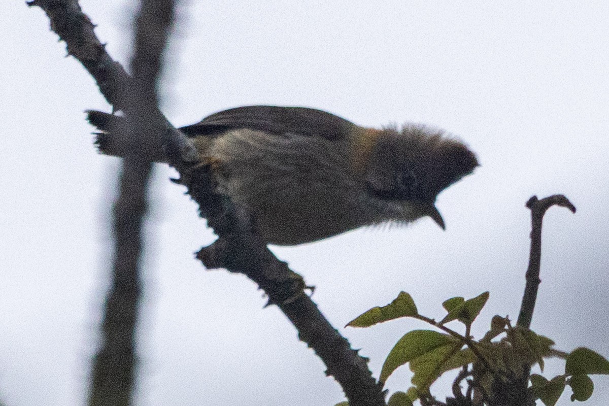 Gelbnackenyuhina - ML635822647
