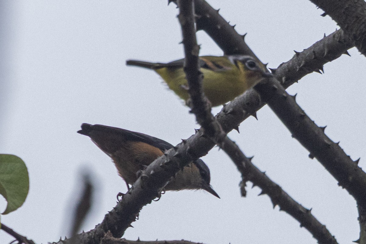 Zimtkehl-Würgervireo - ML635822673
