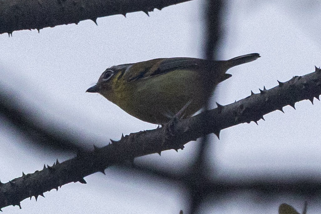 Zimtkehl-Würgervireo - ML635822674