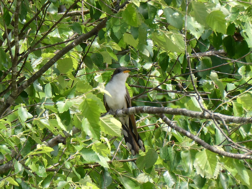 Yellow-billed Cuckoo - ML635822686