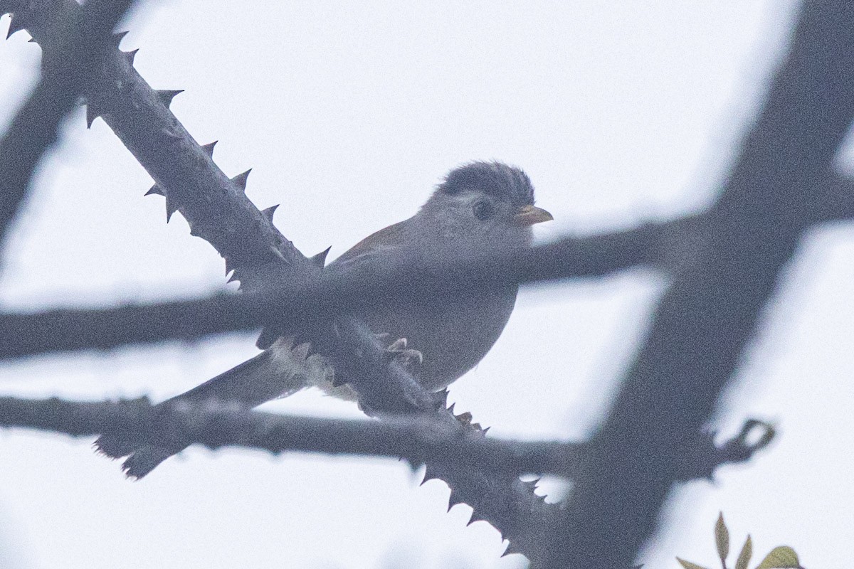 Blauflügelsiva - ML635822699