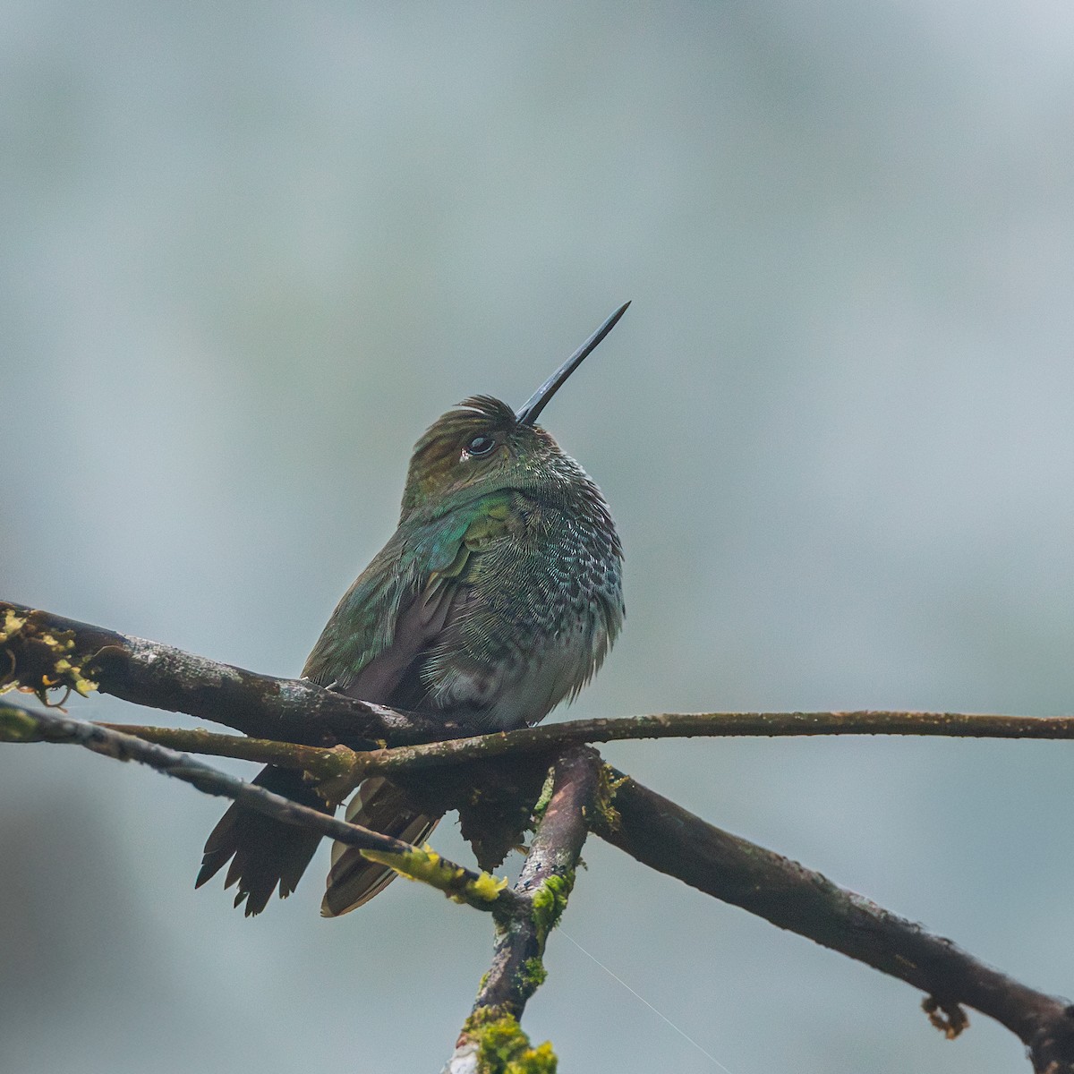 Greenish Puffleg - ML635822766