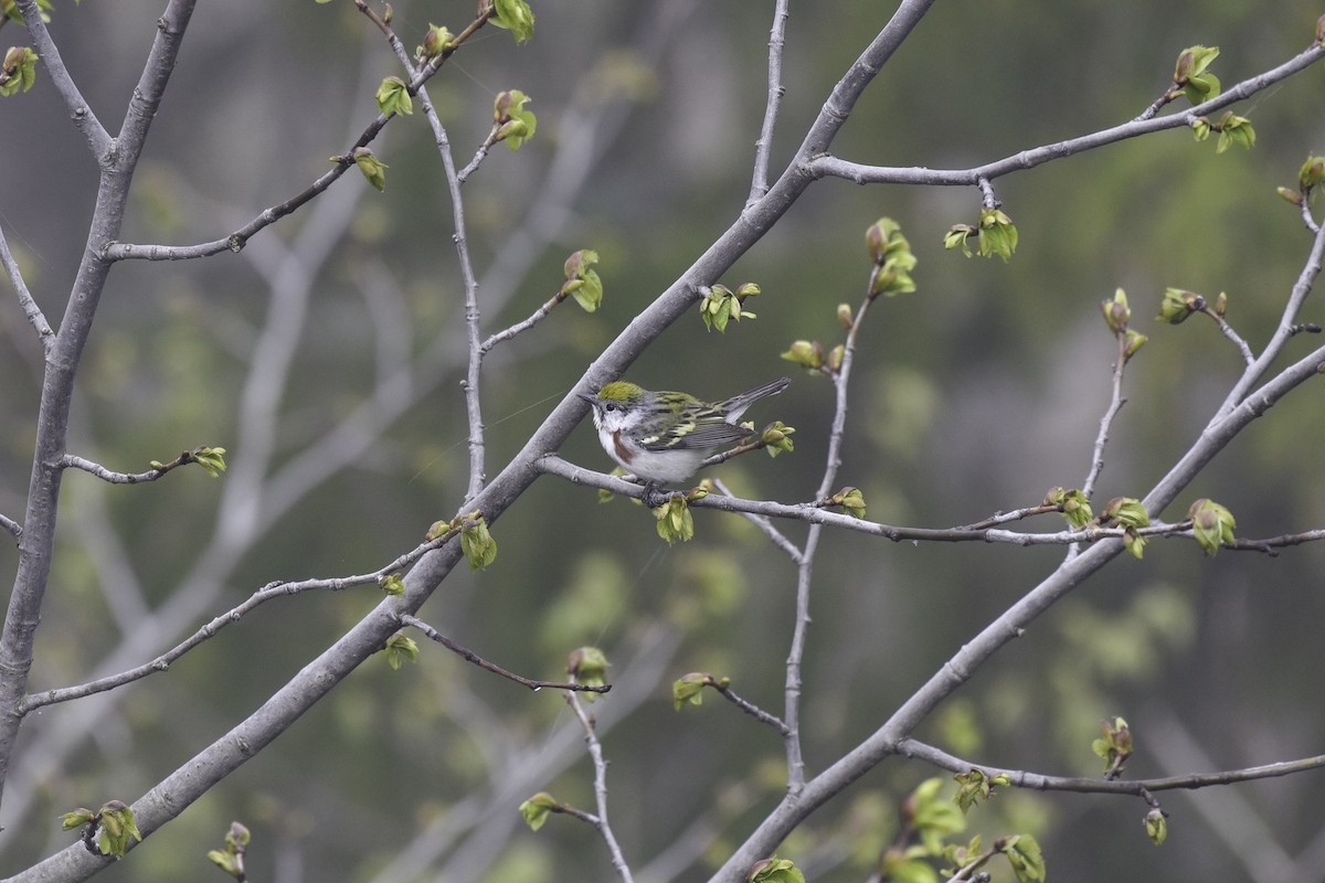 Chestnut-sided Warbler - ML635822816