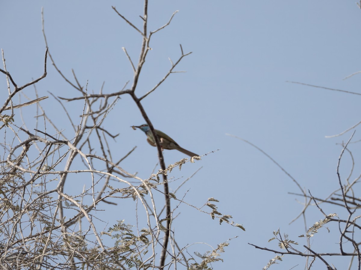 Arabian Green Bee-eater - ML635822884