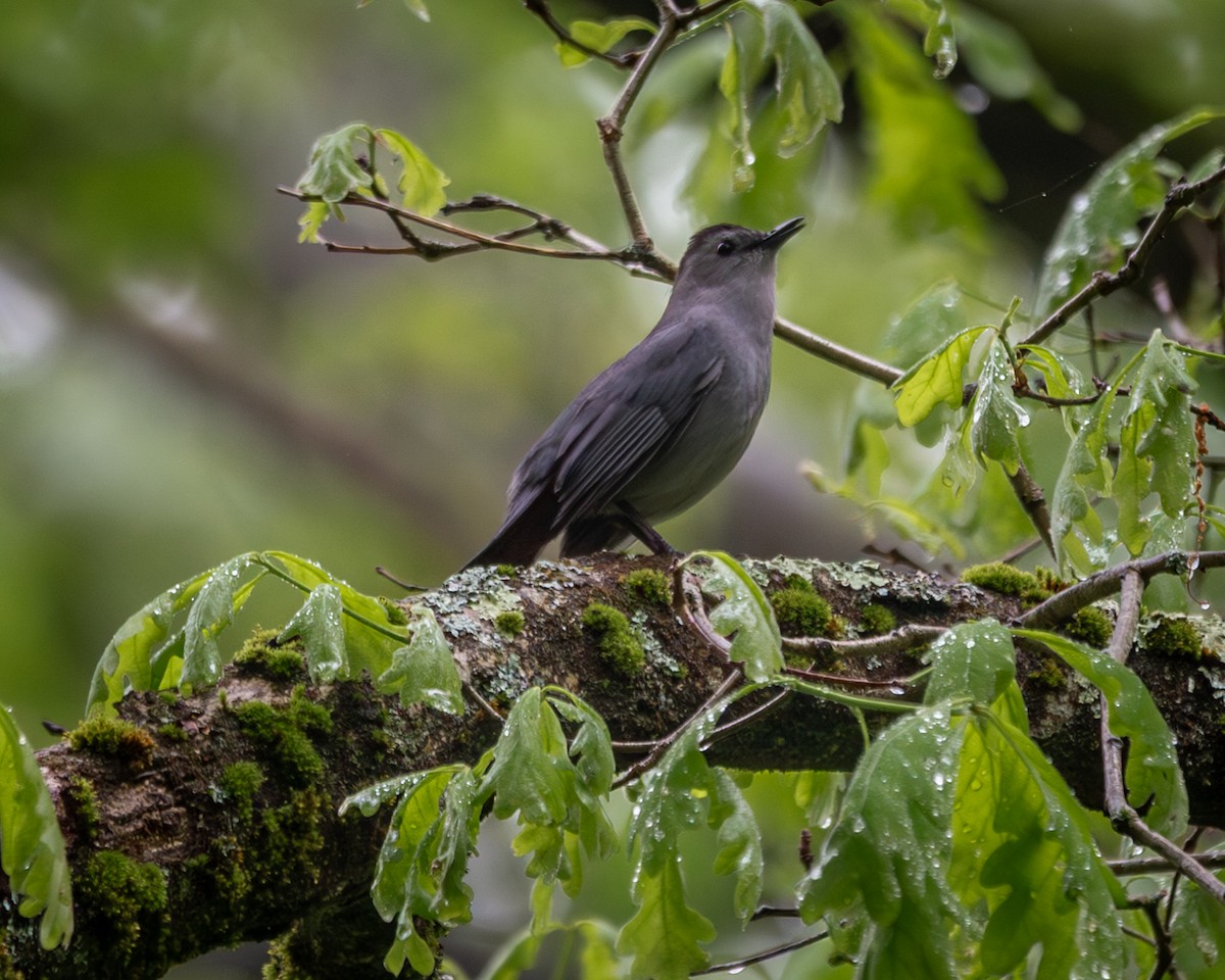 Gray Catbird - ML635823049