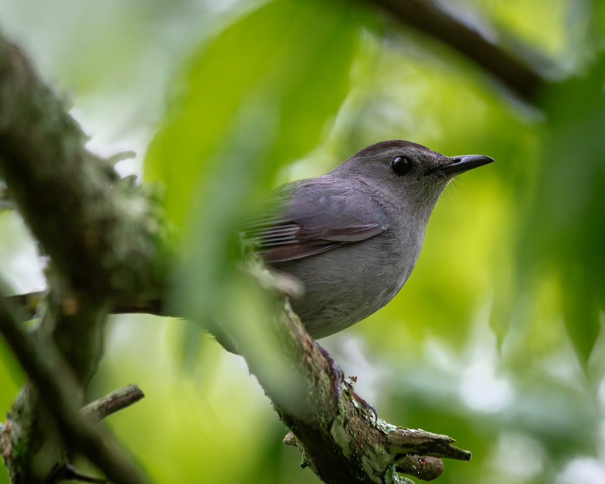 Gray Catbird - ML635823050
