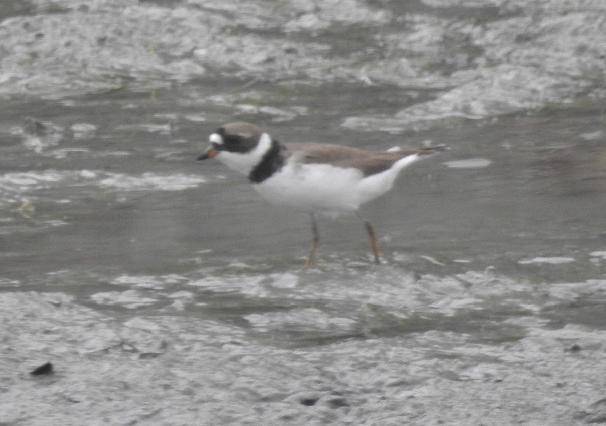 Semipalmated Plover - ML635823169