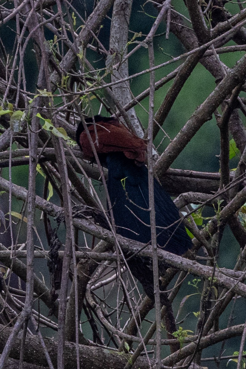 Greater Coucal - ML635823208