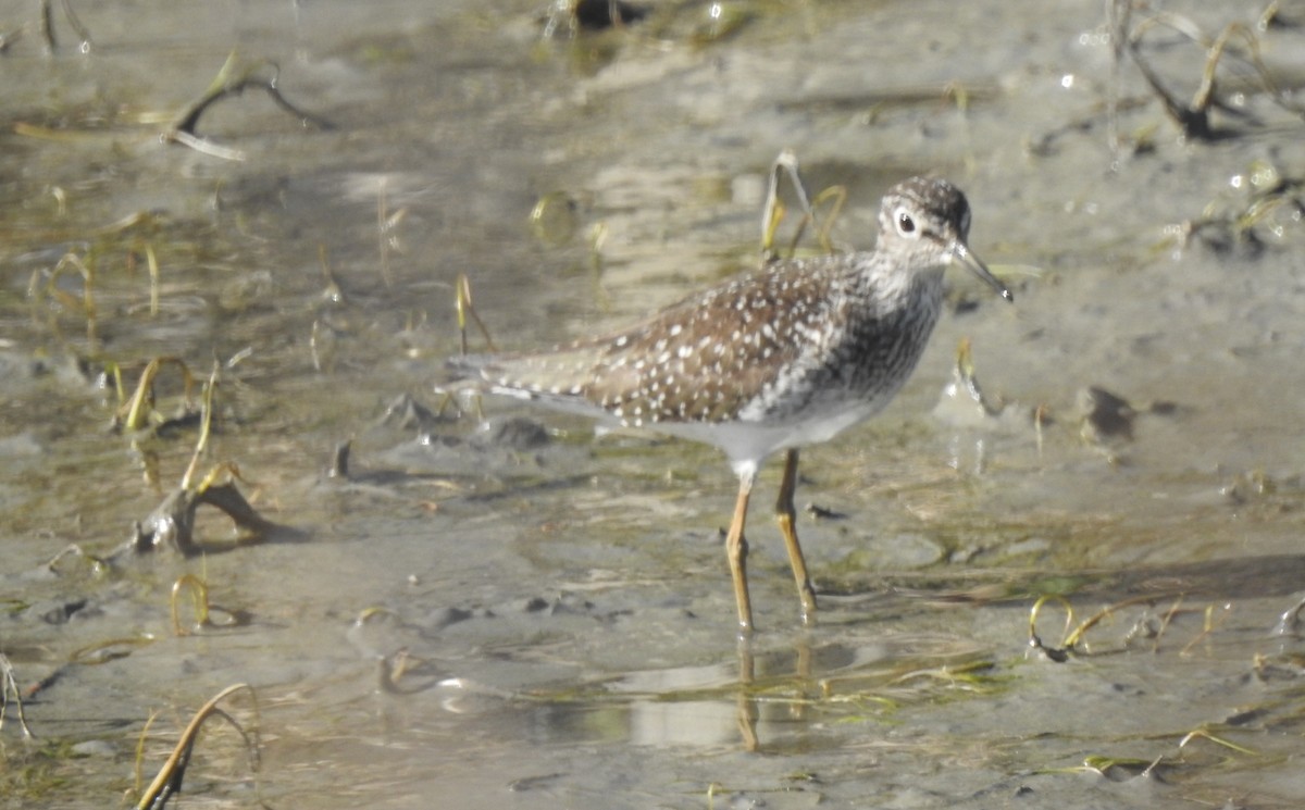 Solitary Sandpiper - ML635823251