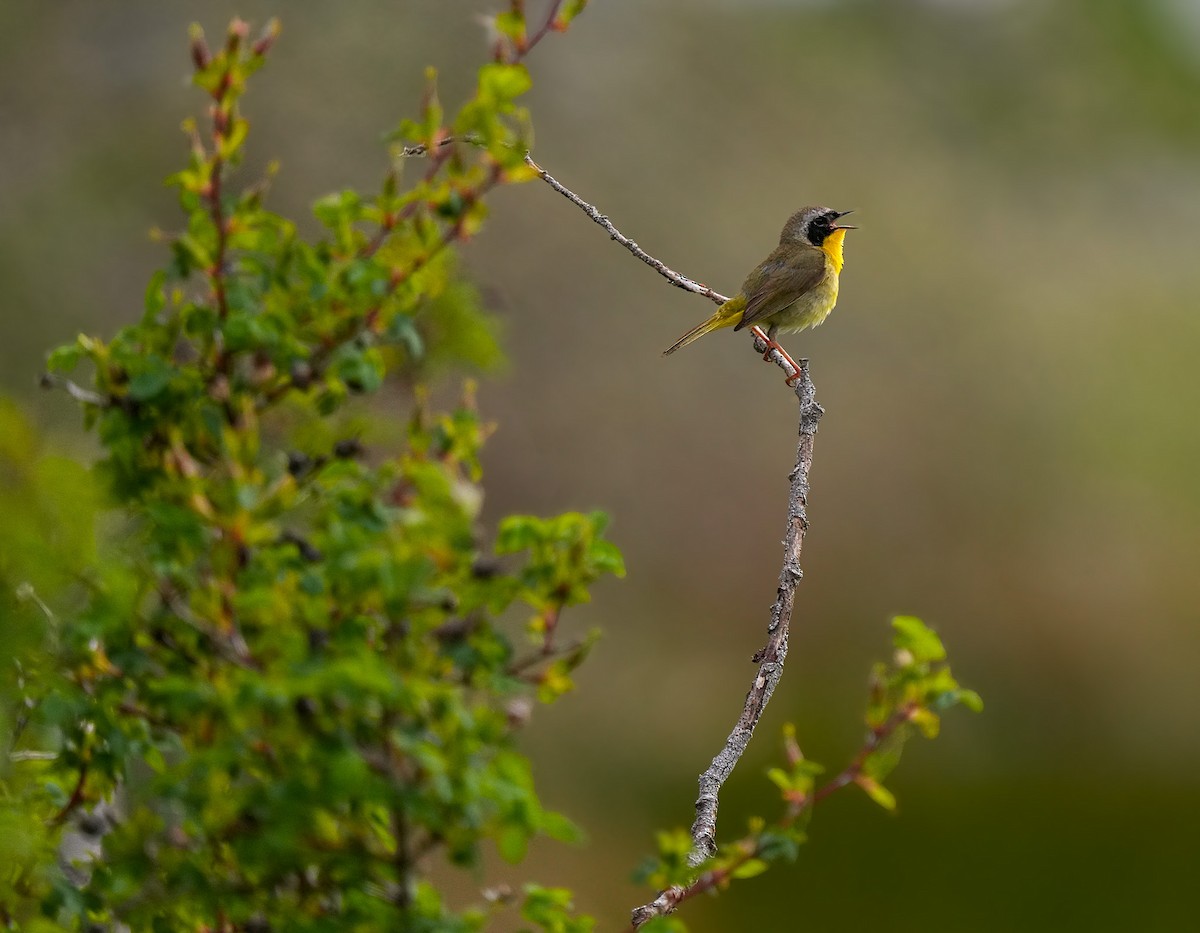 Common Yellowthroat - ML635823260