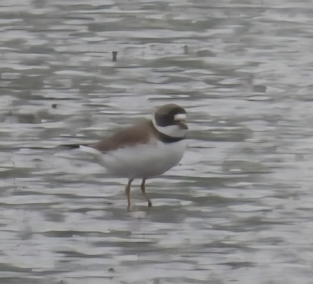 Semipalmated Plover - ML635823338