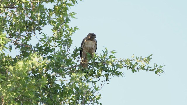 Red-tailed Hawk - ML635823366