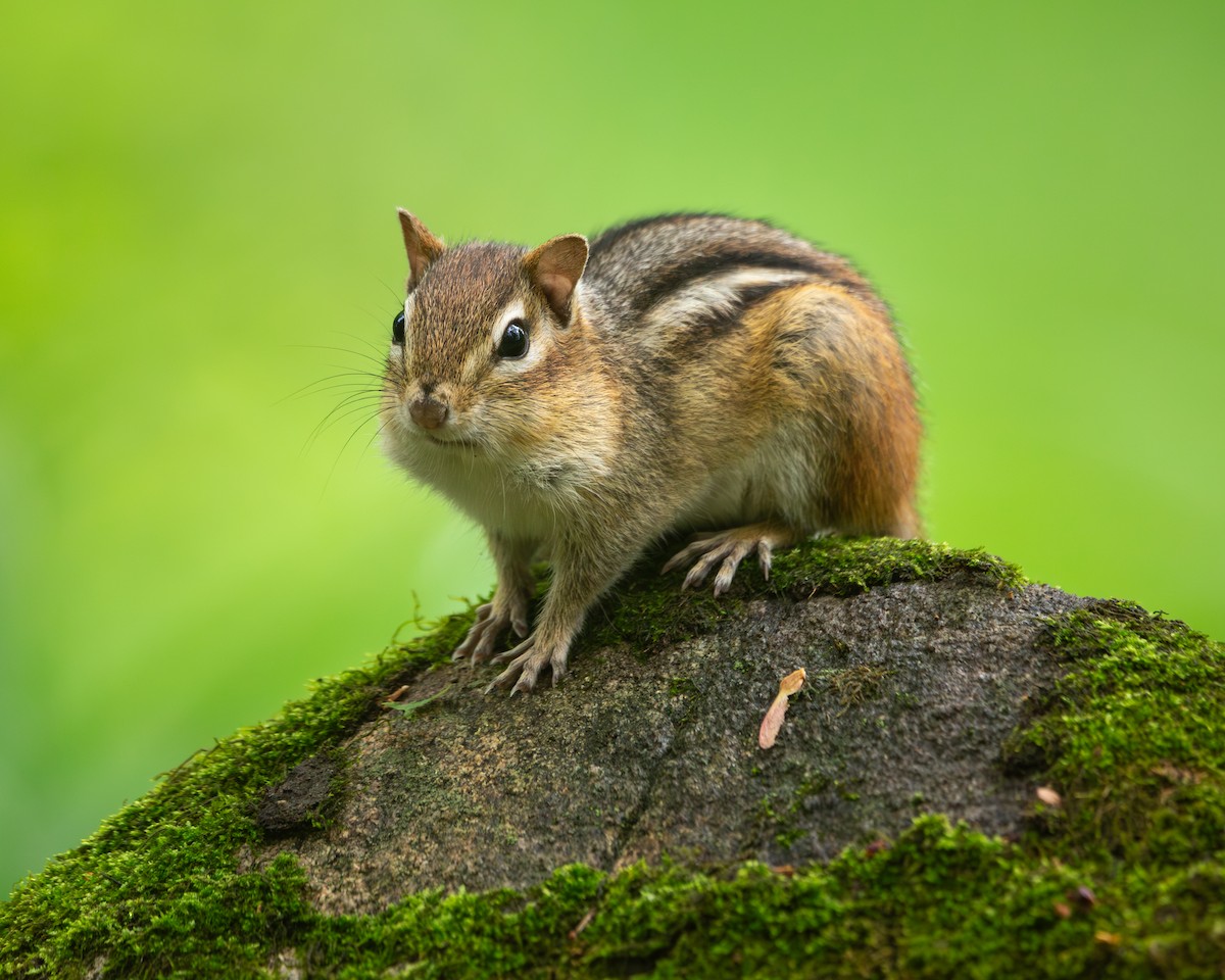 Eastern Chipmunk - ML635823423