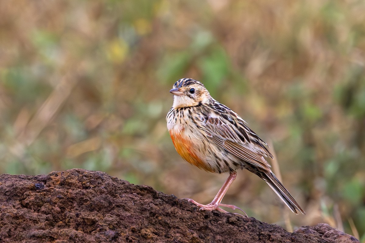 Rosy-throated Longclaw - ML635823426