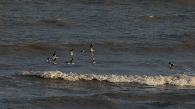 Black Skimmer (niger) - ML635823476