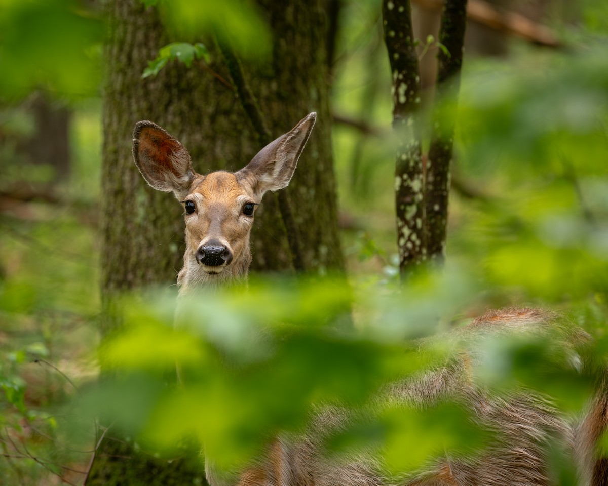 White-tailed Deer - ML635823520
