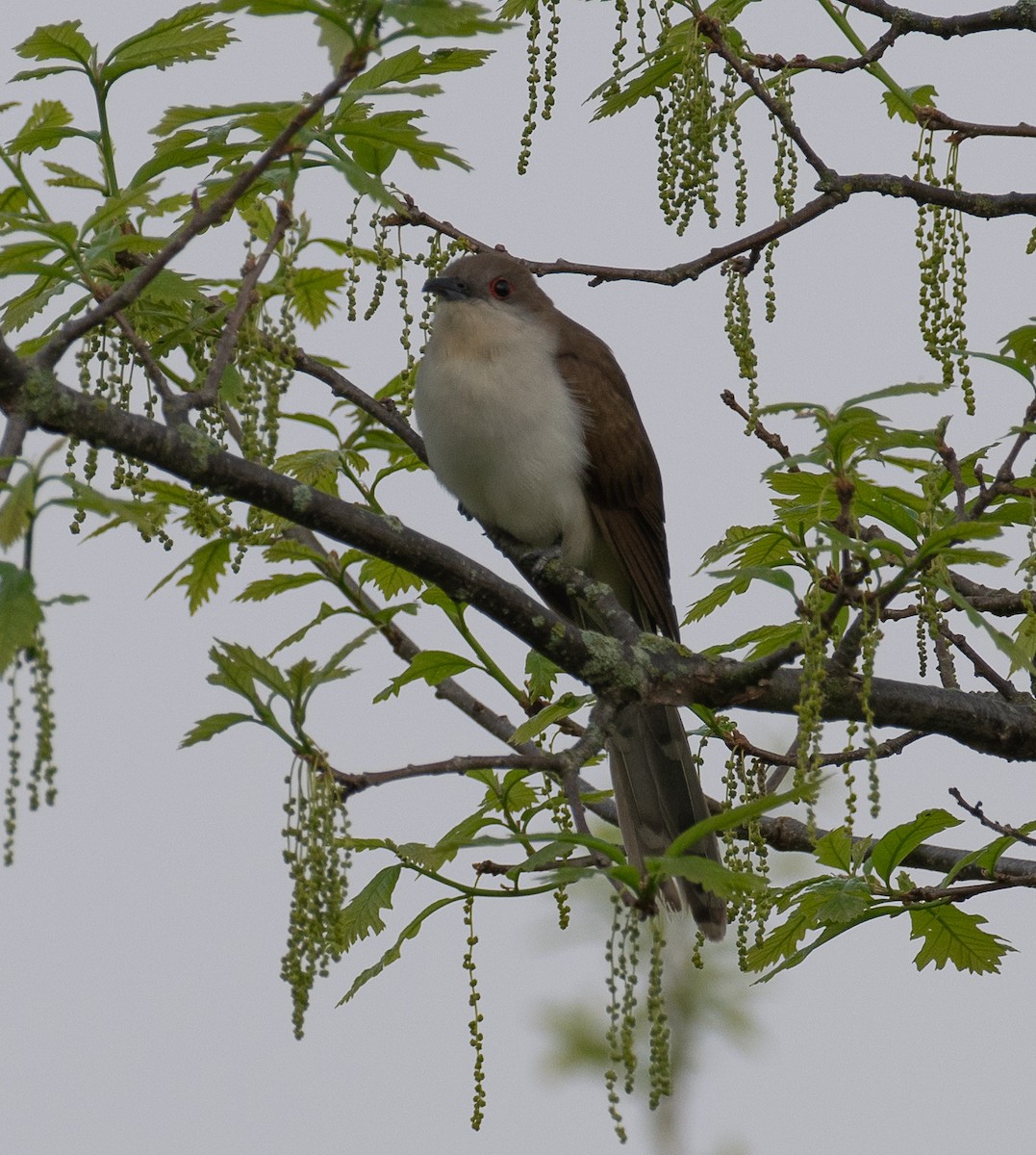 Black-billed Cuckoo - ML635823579