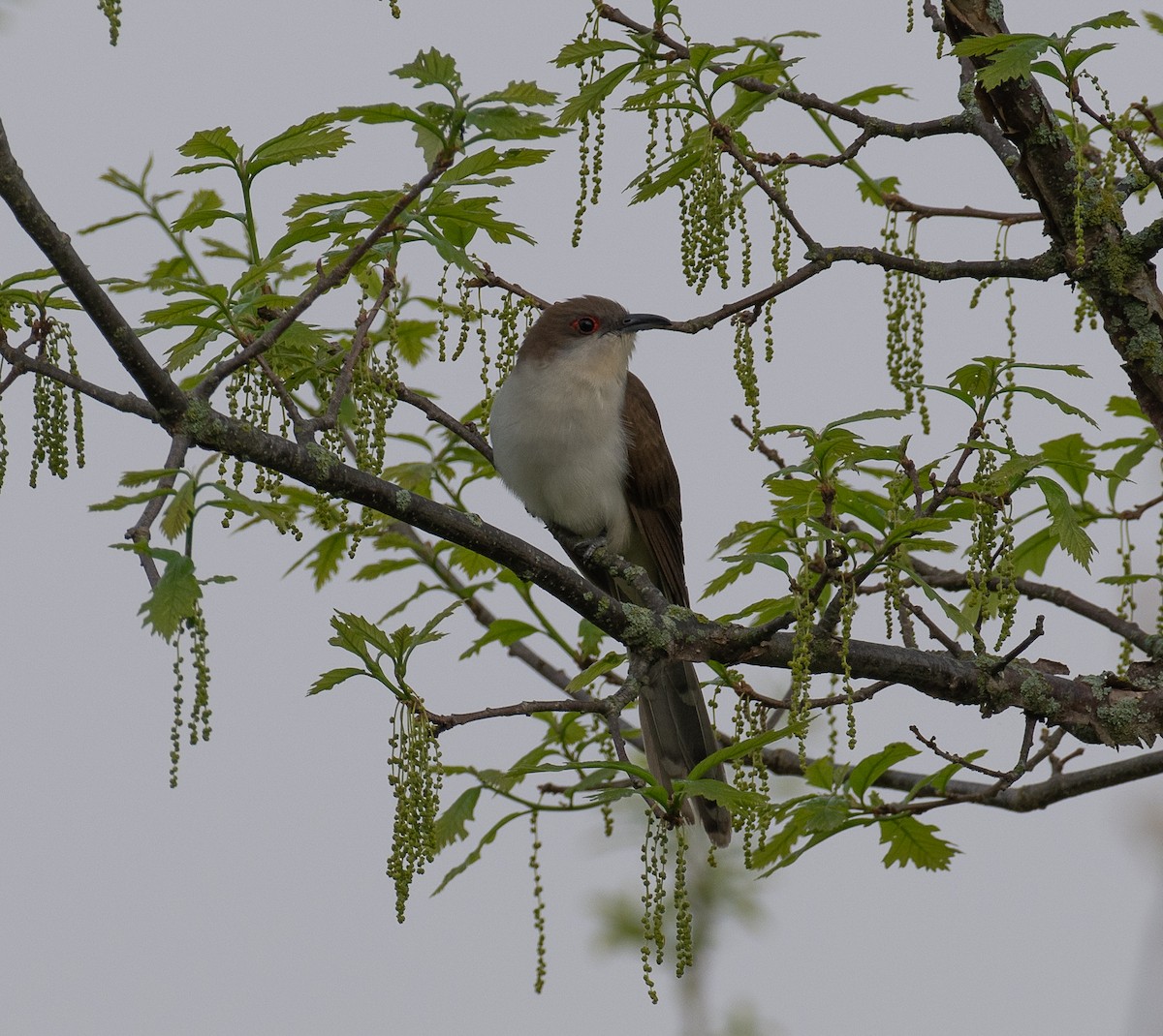 Black-billed Cuckoo - ML635823580