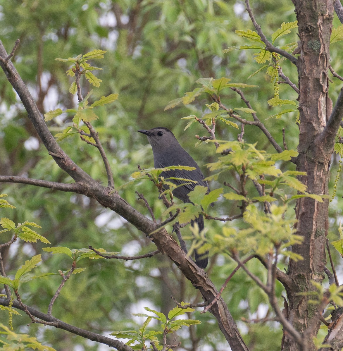 Gray Catbird - ML635823594