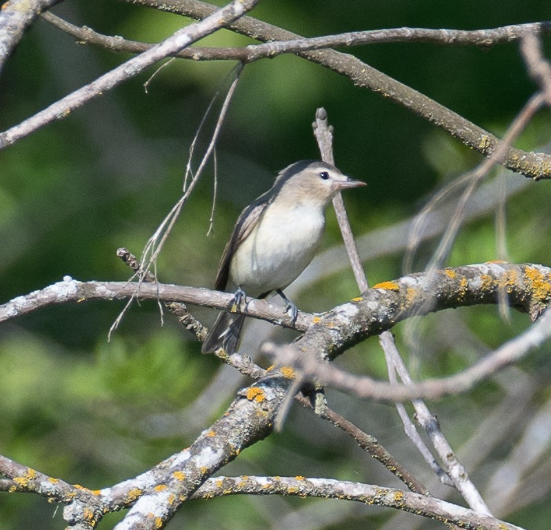 Tennessee Warbler - ML635823601