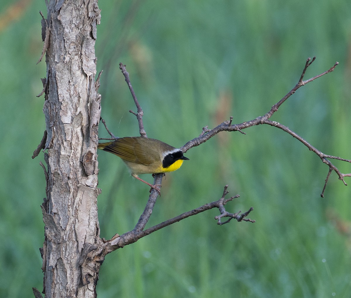 Common Yellowthroat - ML635823614