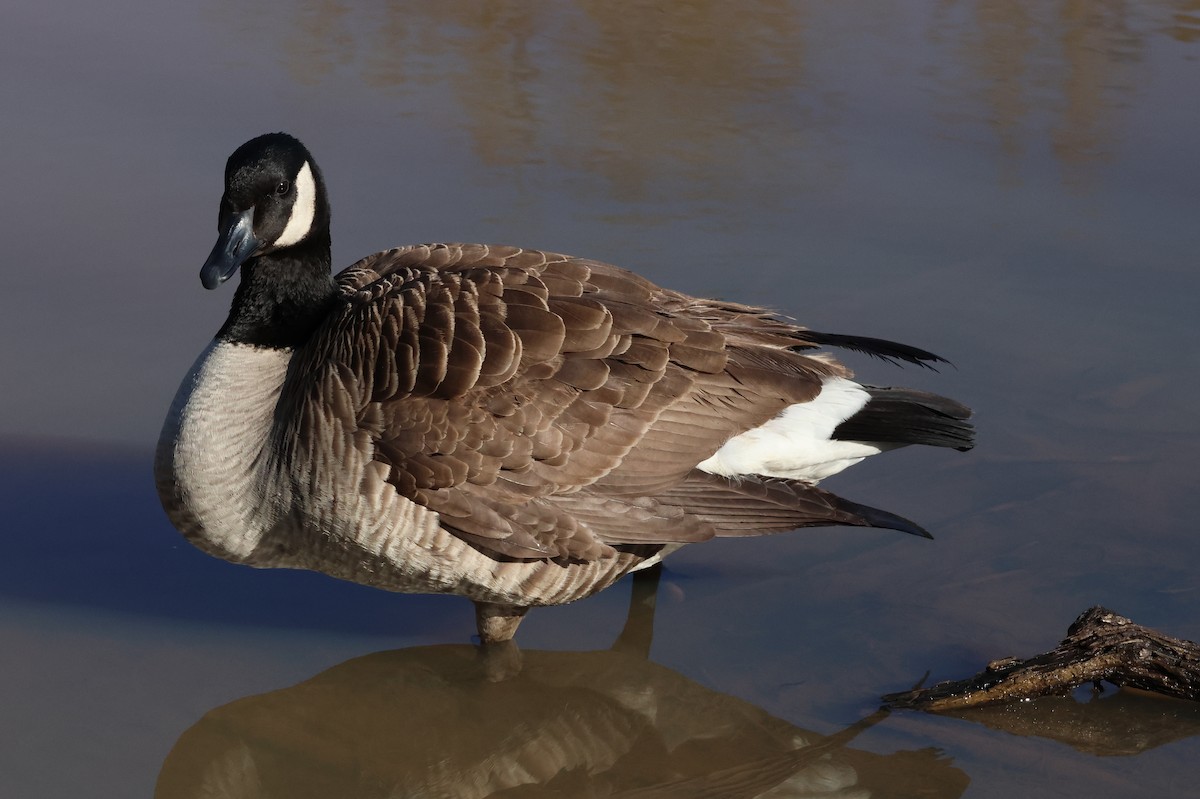 Canada Goose - ML635823649