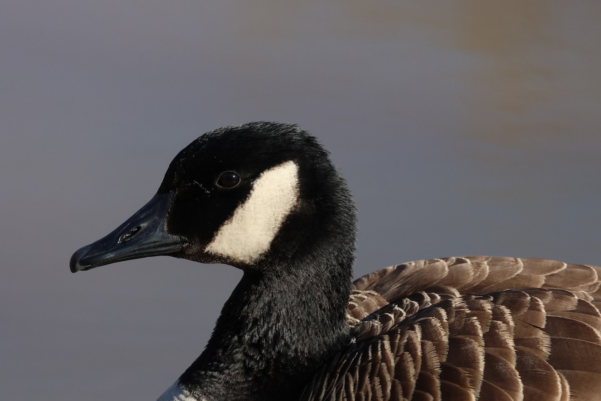 Canada Goose - ML635823650