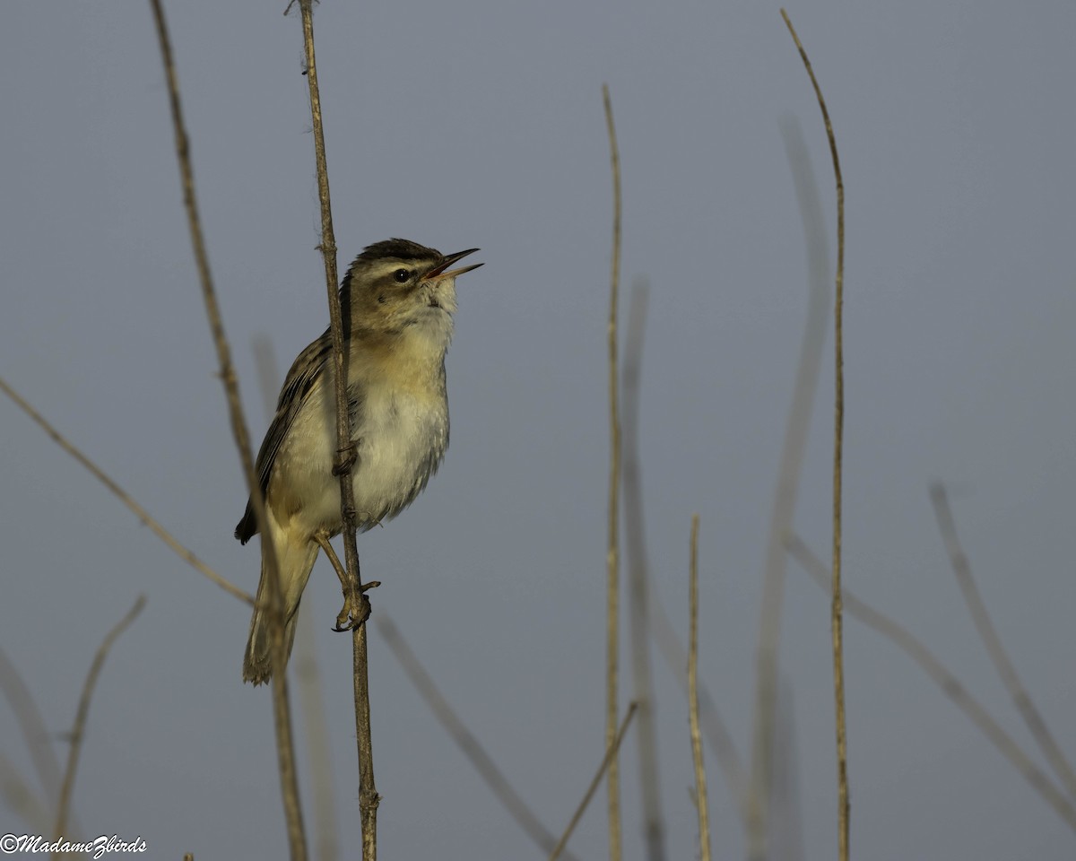 Улалжийн охил бялзуухай - ML635823731
