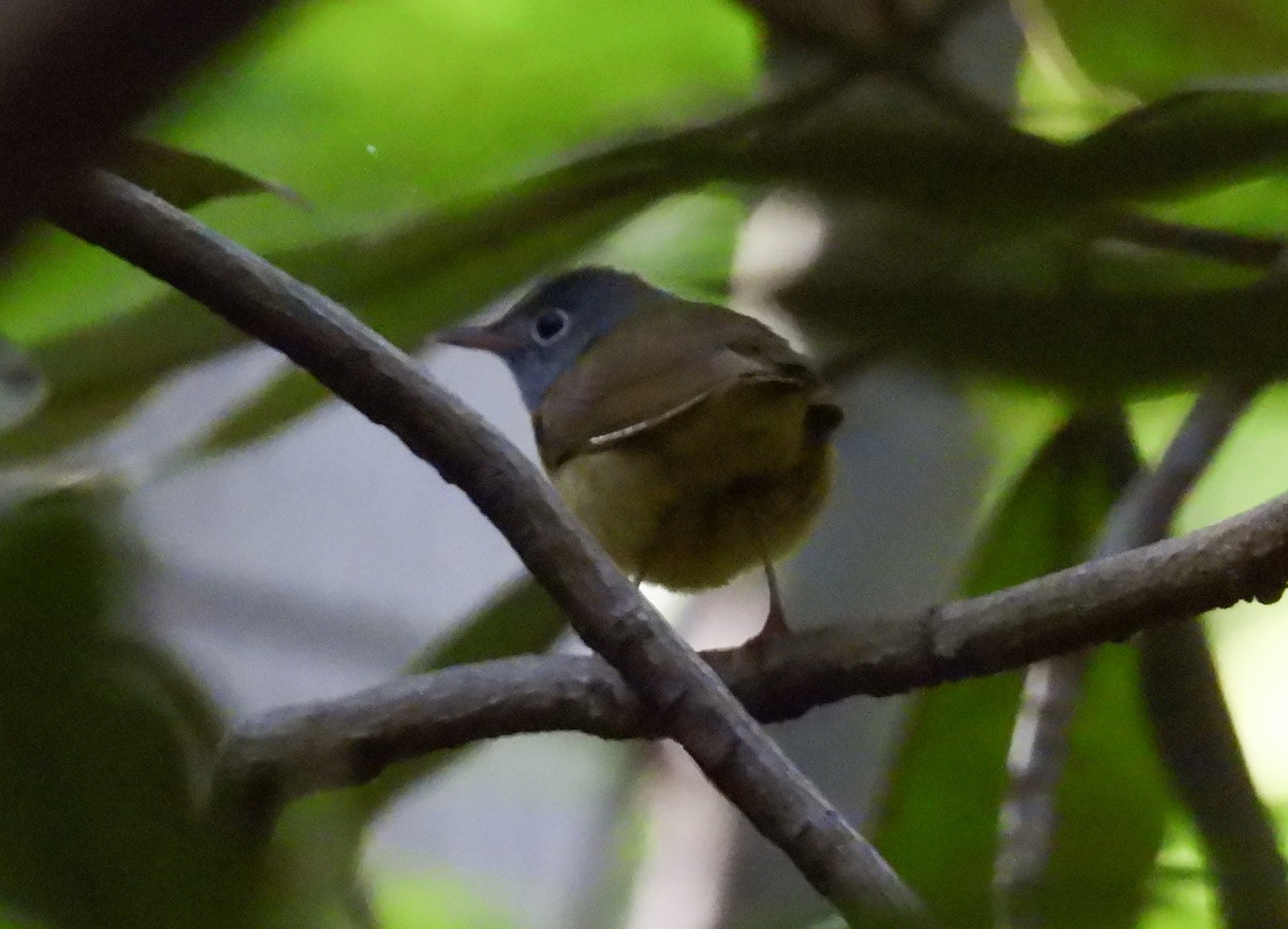 Connecticut Warbler - ML635823827