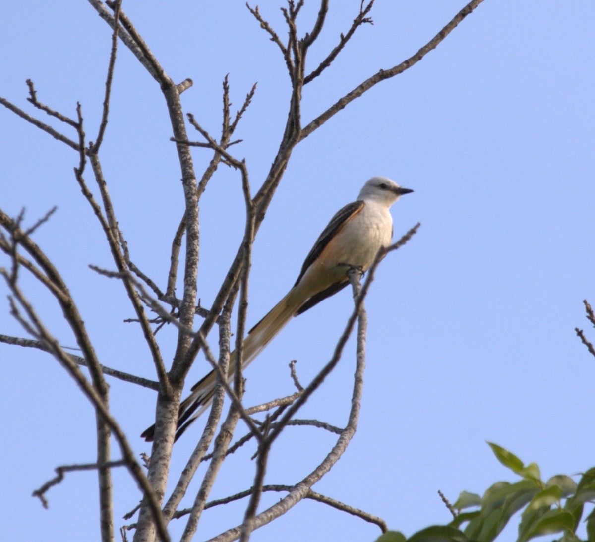 Scissor-tailed Flycatcher - ML635823843
