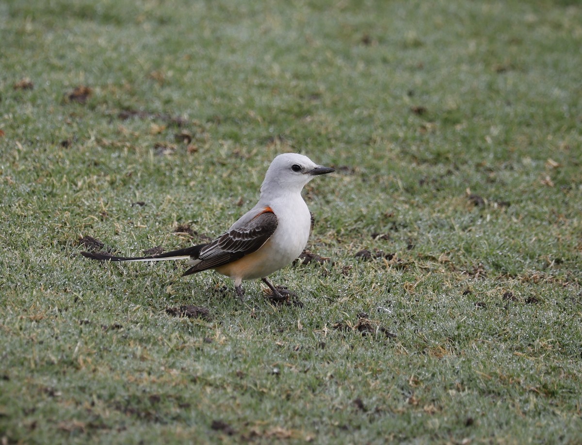 Scissor-tailed Flycatcher - ML635823844