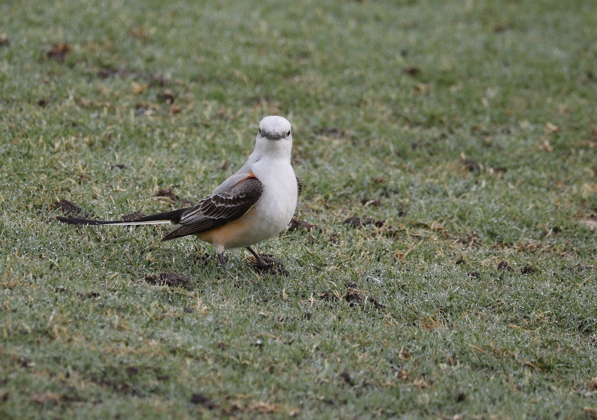 Scissor-tailed Flycatcher - ML635823845