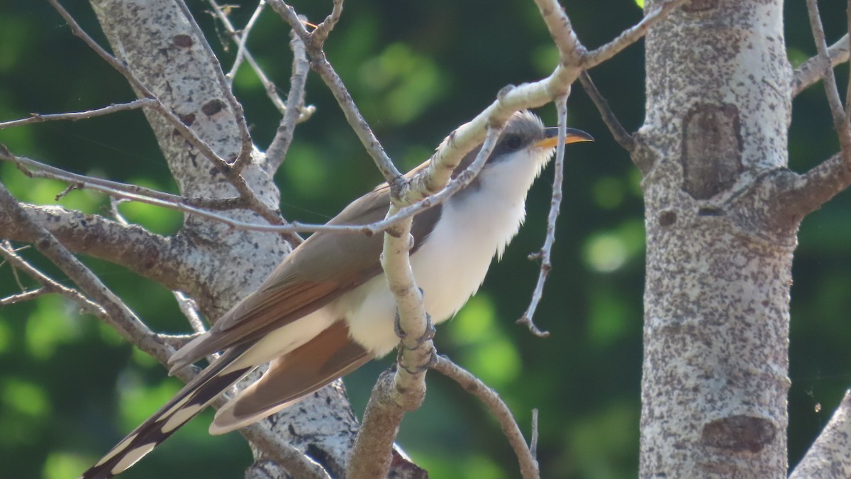 Yellow-billed Cuckoo - ML635823849