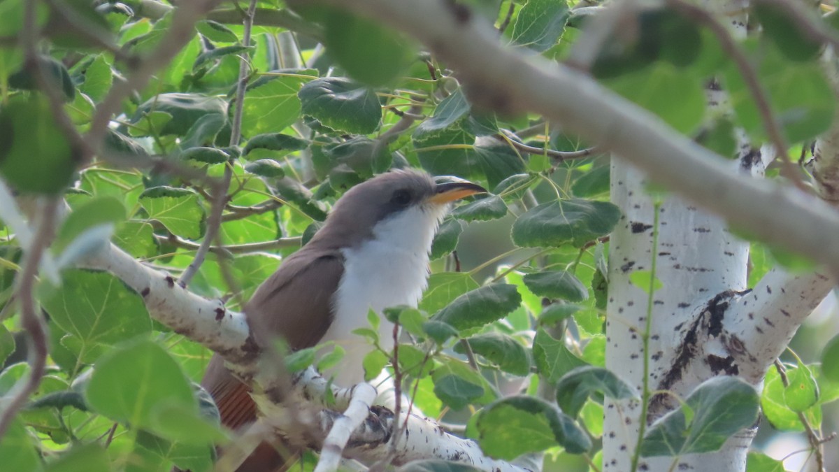 Yellow-billed Cuckoo - ML635823850