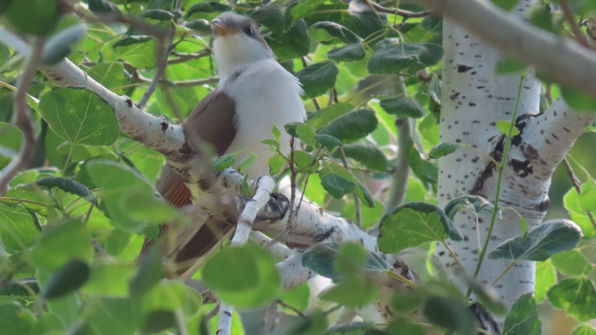 Yellow-billed Cuckoo - ML635823851