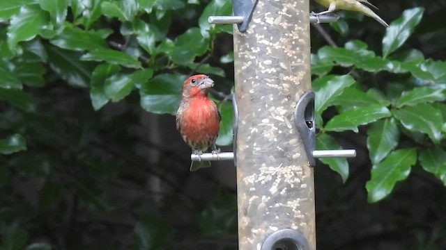 House Finch - ML635823865