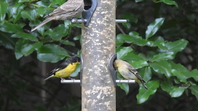 Lesser Goldfinch - ML635823880