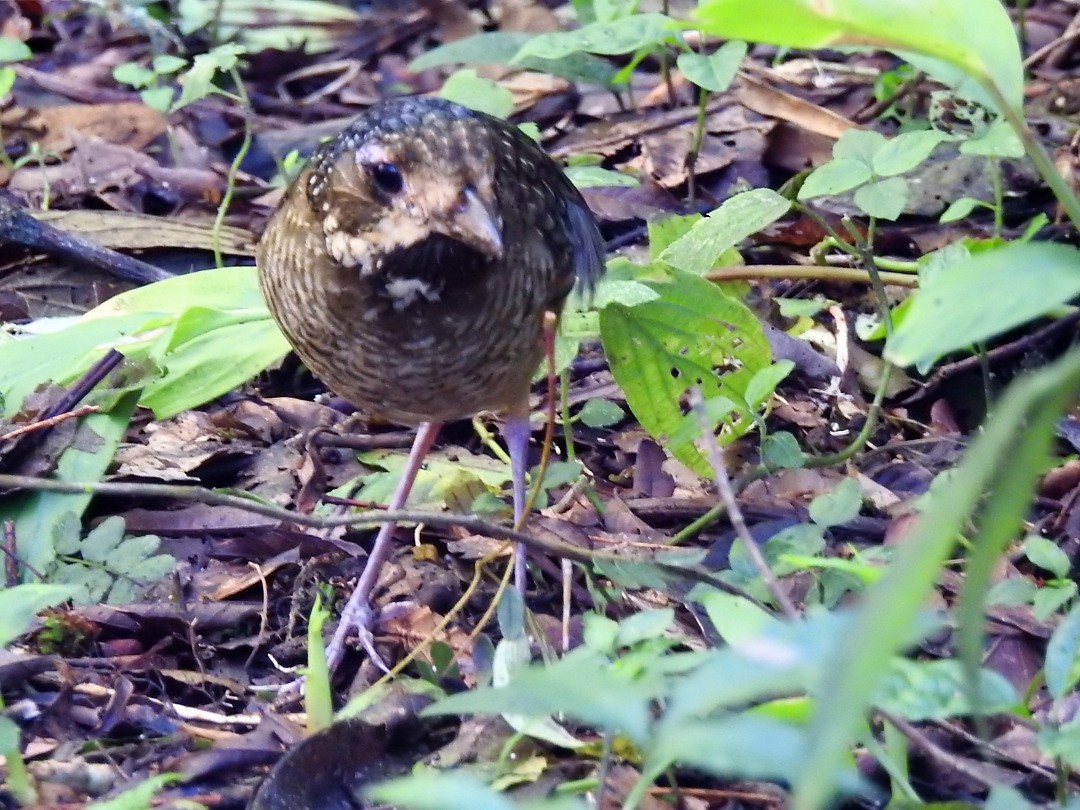 Variegated Antpitta - ML635823914