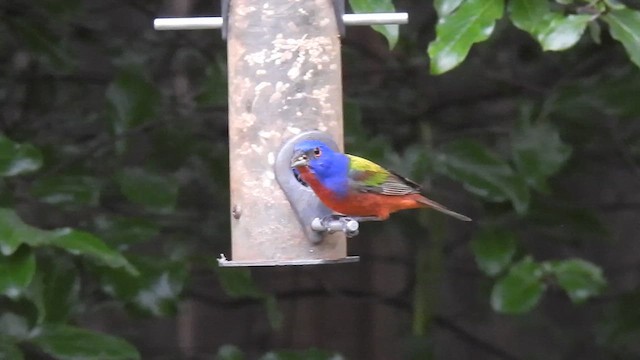 Painted Bunting - ML635823920