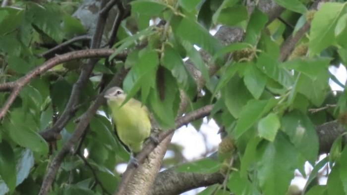 Philadelphia Vireo - ML635823964