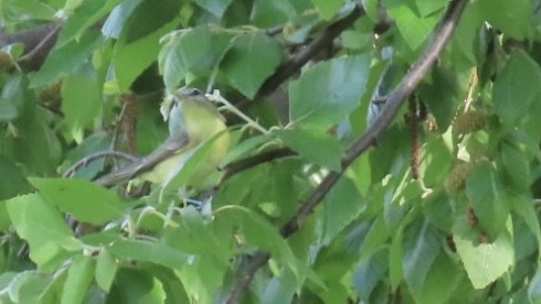 Philadelphia Vireo - ML635823965