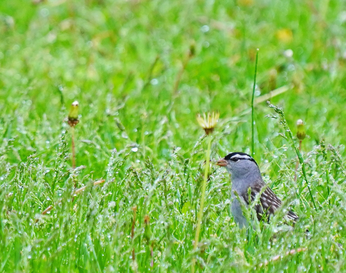 White-crowned Sparrow - ML635824003