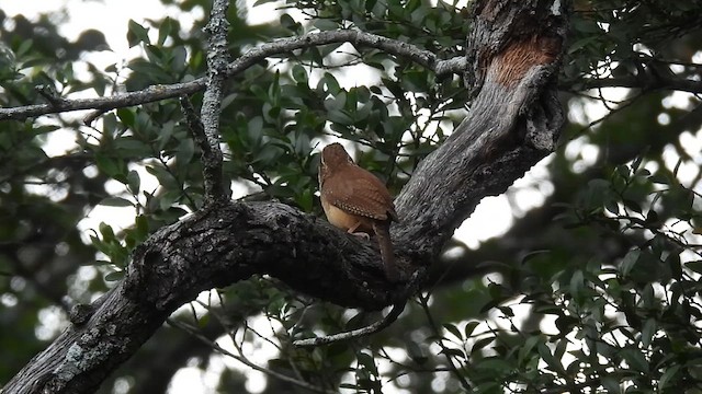 Carolina Wren - ML635824004