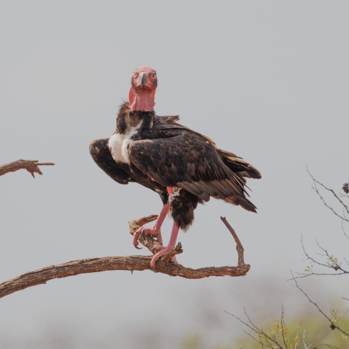Red-headed Vulture - ML635824021