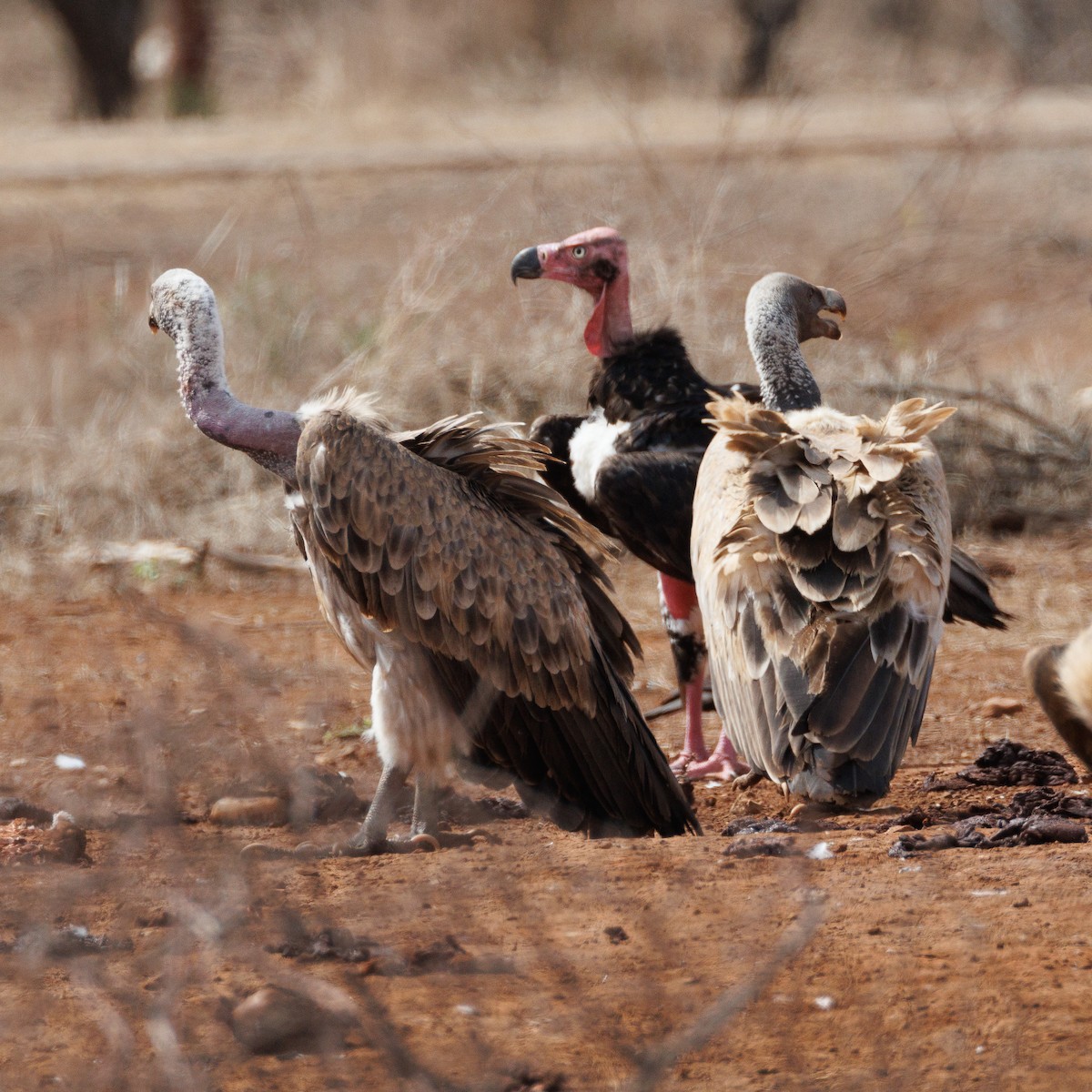 Indian Vulture - ML635824027