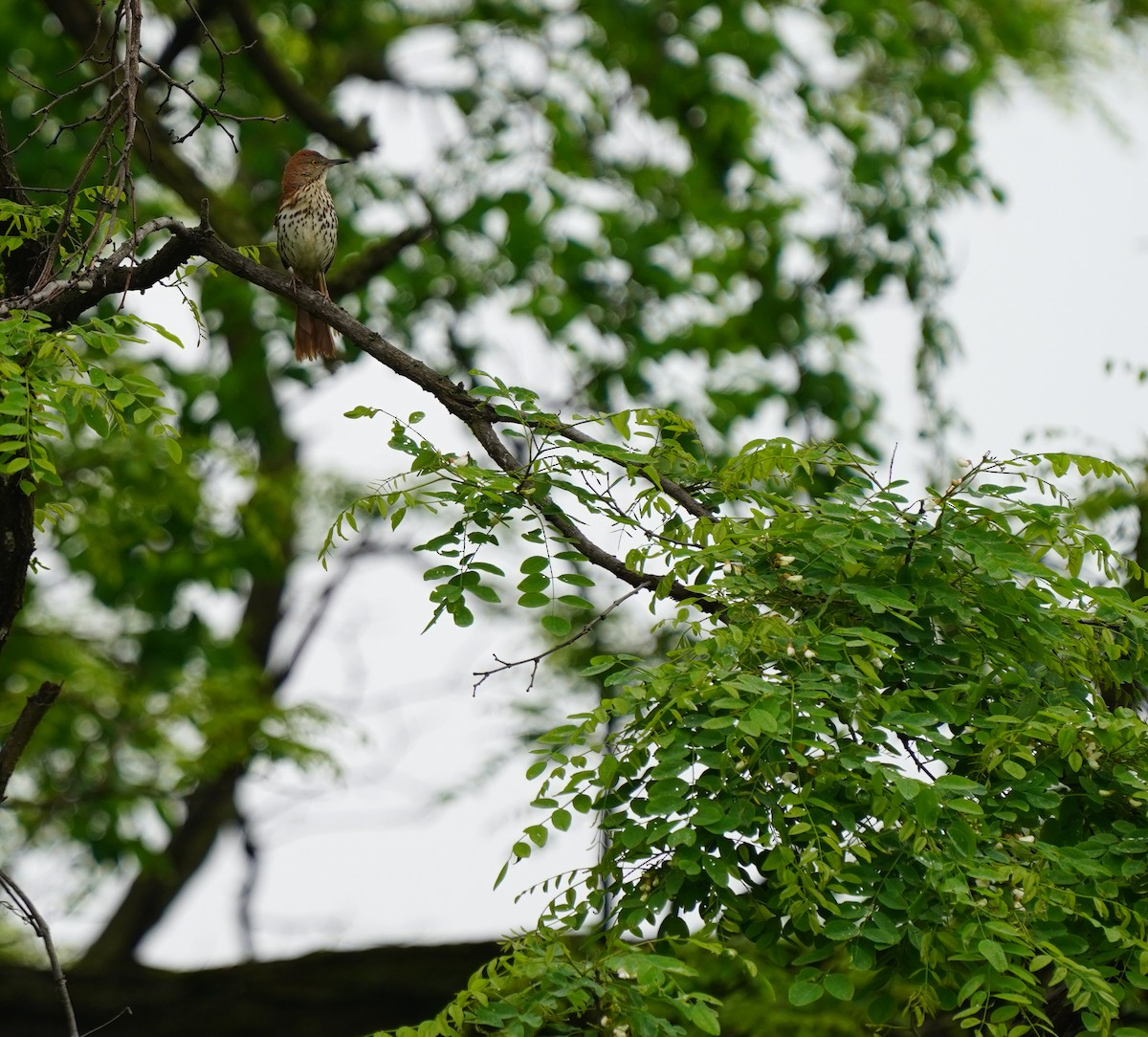 Brown Thrasher - ML635824043